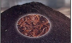 Vermi Compost